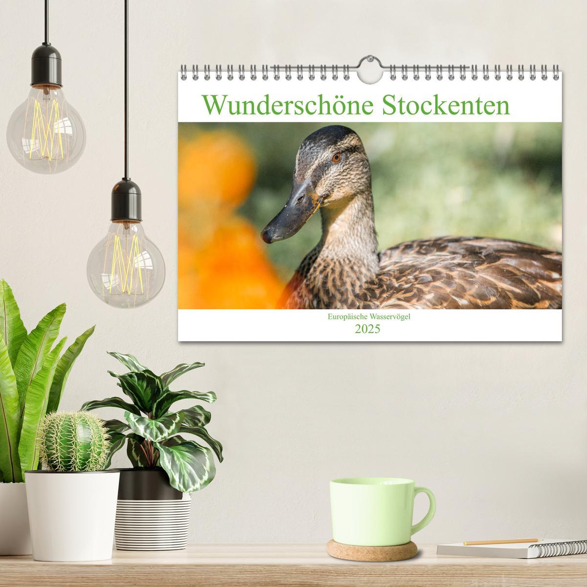 Bild: 9783435116225 | Wunderschöne Stockenten - Europäische Wasservögel (Wandkalender...