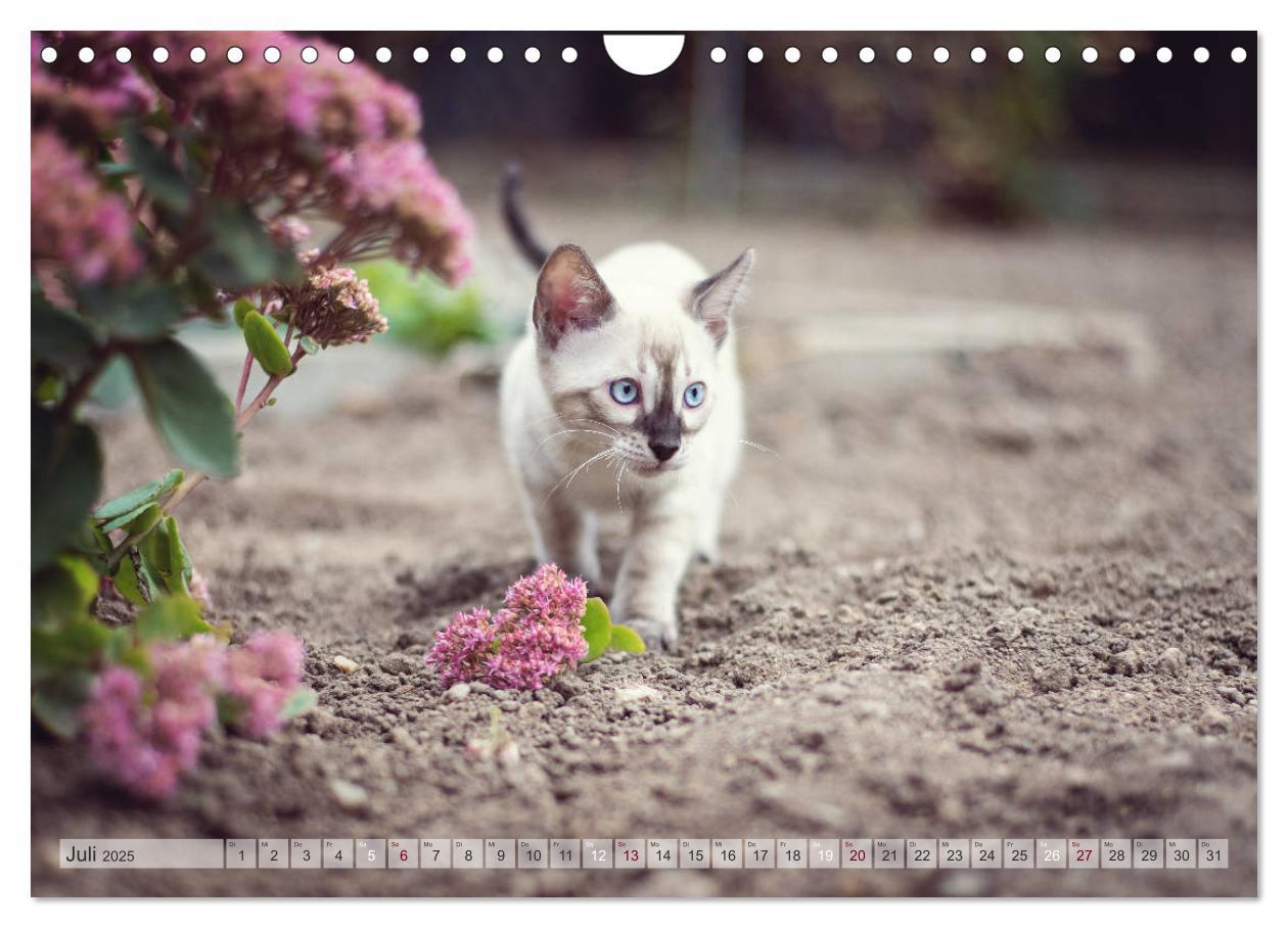 Bild: 9783435178889 | Wildes Wohnzimmer - Die Bengalkatze (Wandkalender 2025 DIN A4...