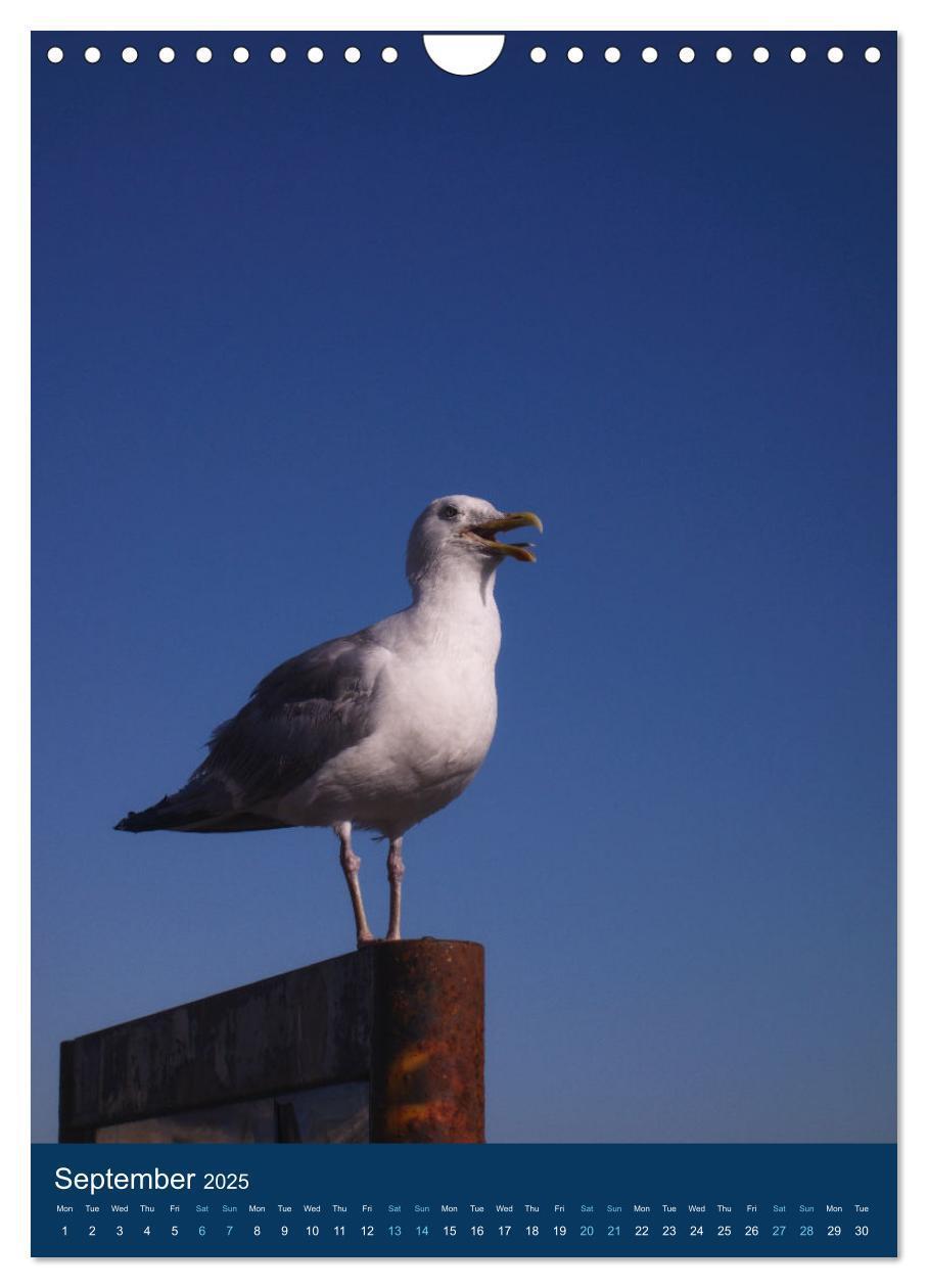 Bild: 9781325969500 | Brighton Summer Views (Wall Calendar 2025 DIN A4 portrait),...