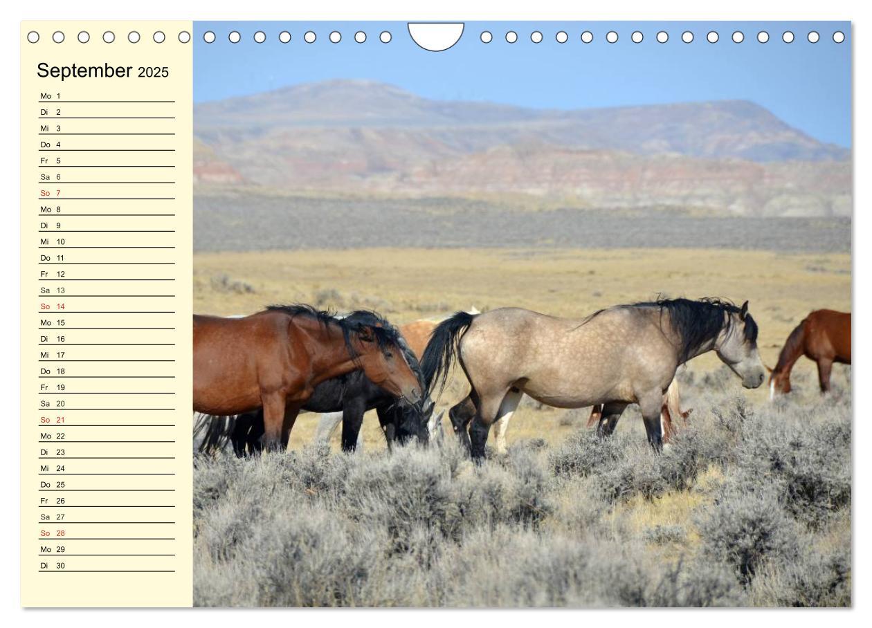 Bild: 9783435529780 | Wilde Pferde. Mustangs in USA (Wandkalender 2025 DIN A4 quer),...