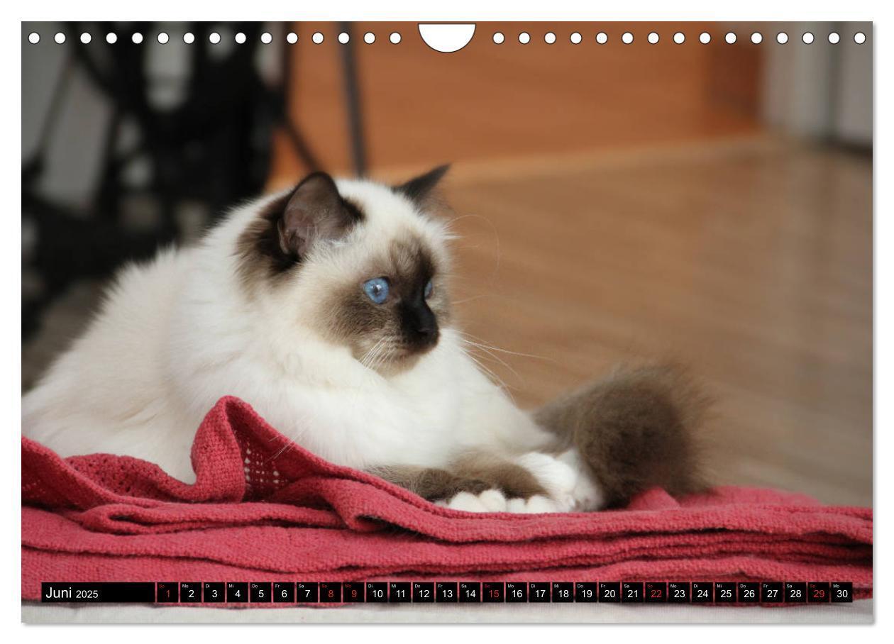 Bild: 9783435758500 | Heilige Birma Katzenkalender (Wandkalender 2025 DIN A4 quer),...