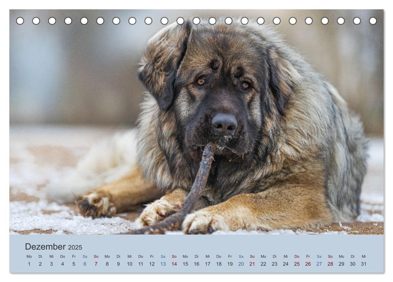 Bild: 9783435045419 | Kaukasischer Owtscharka (Tischkalender 2025 DIN A5 quer), CALVENDO...