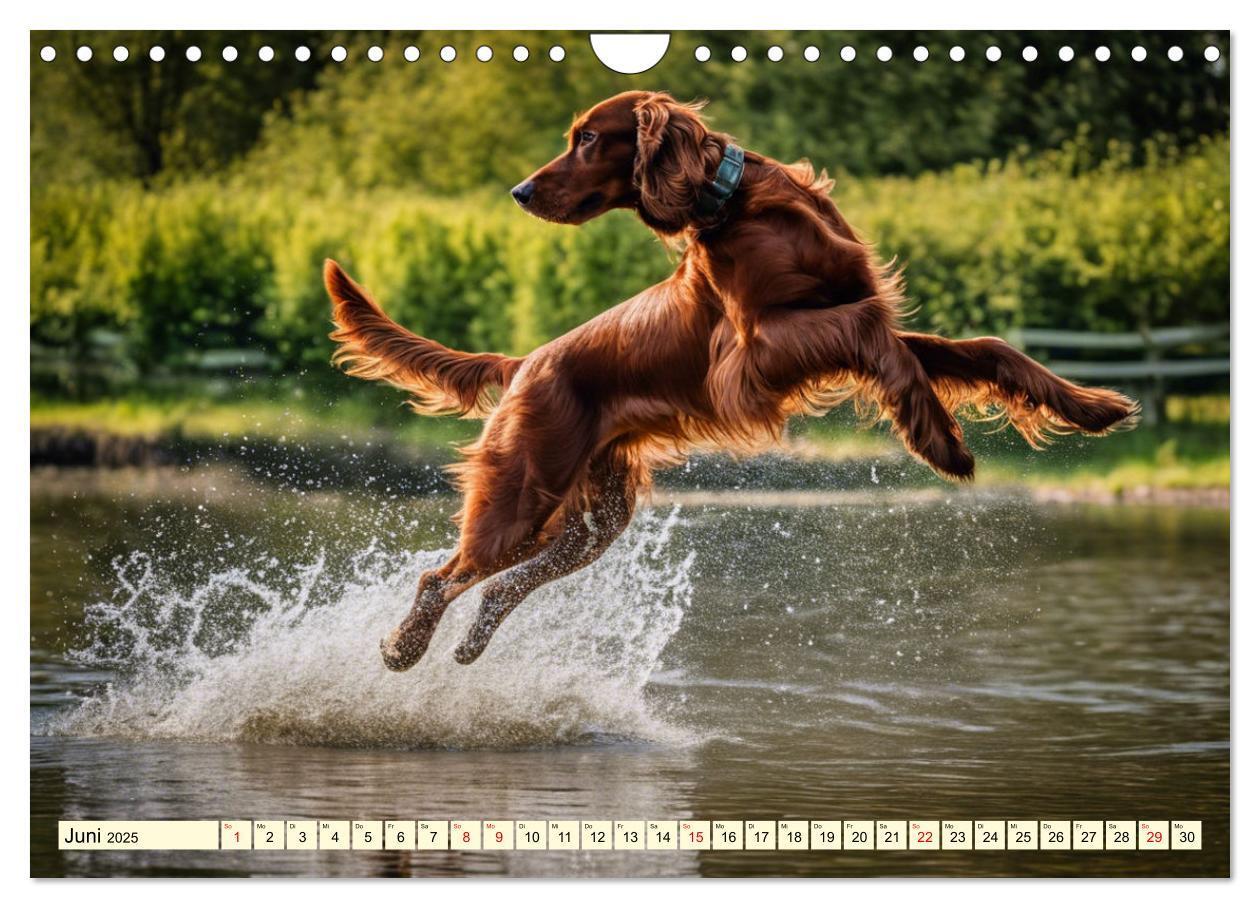 Bild: 9783435010844 | Irish Setter - Anmut pur (Wandkalender 2025 DIN A4 quer), CALVENDO...