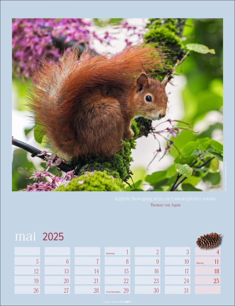 Bild: 9783839900758 | Eichhörnchen Kalender 2025 | Kalender | Spiralbindung | 14 S. | 2025