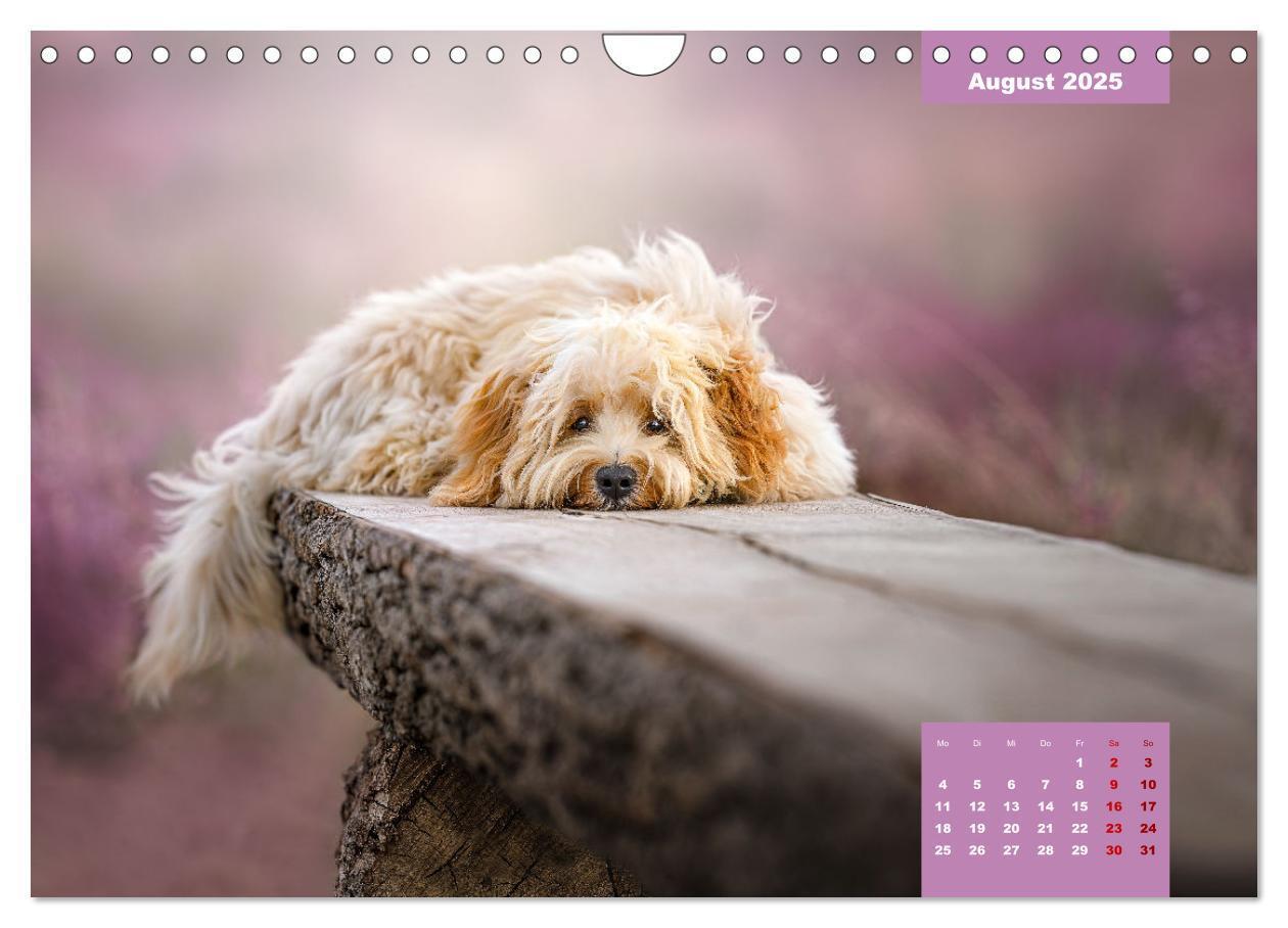 Bild: 9783435034086 | Rocket der Havaneser (Wandkalender 2025 DIN A4 quer), CALVENDO...