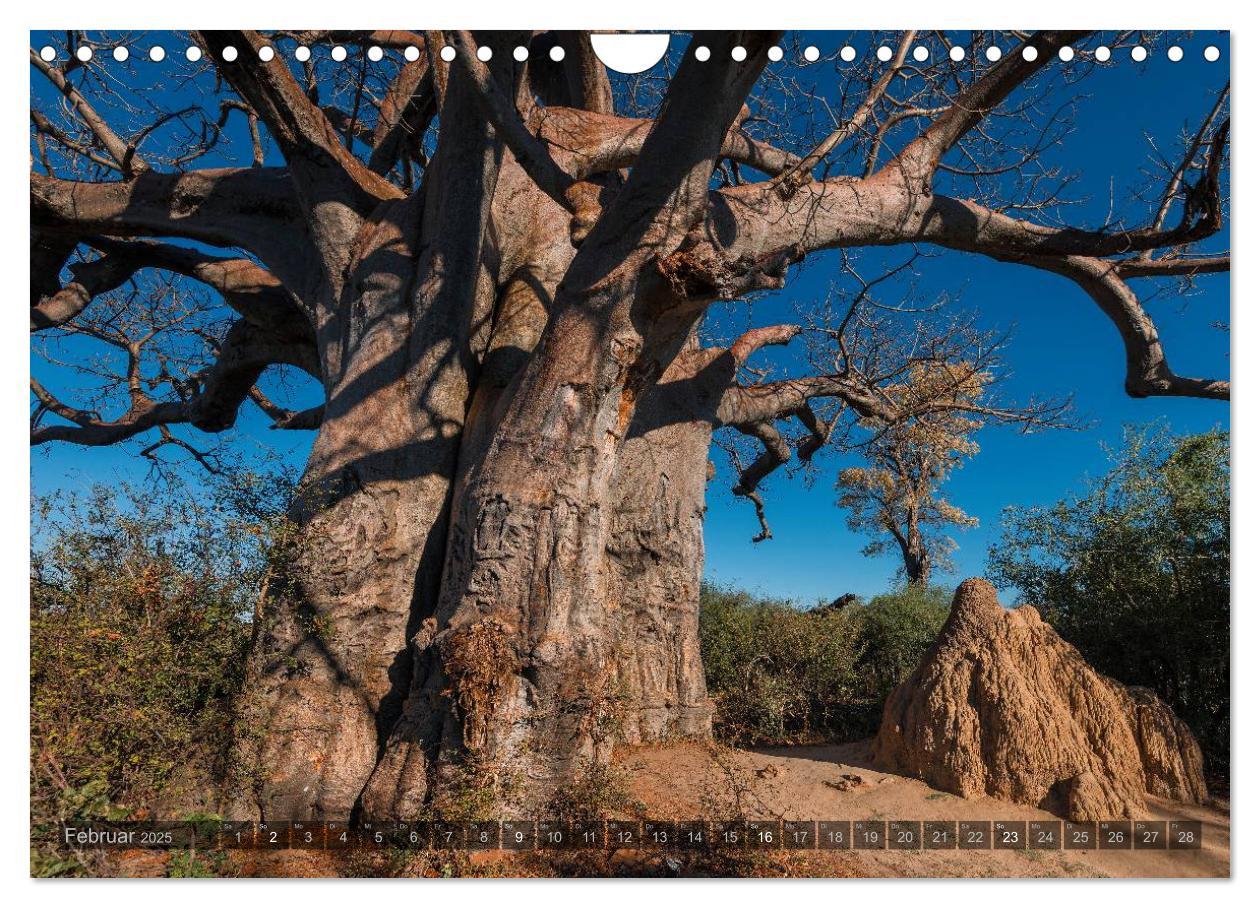 Bild: 9783435725748 | Botswana ¿ Landschaft und Tierwelt (Wandkalender 2025 DIN A4 quer),...