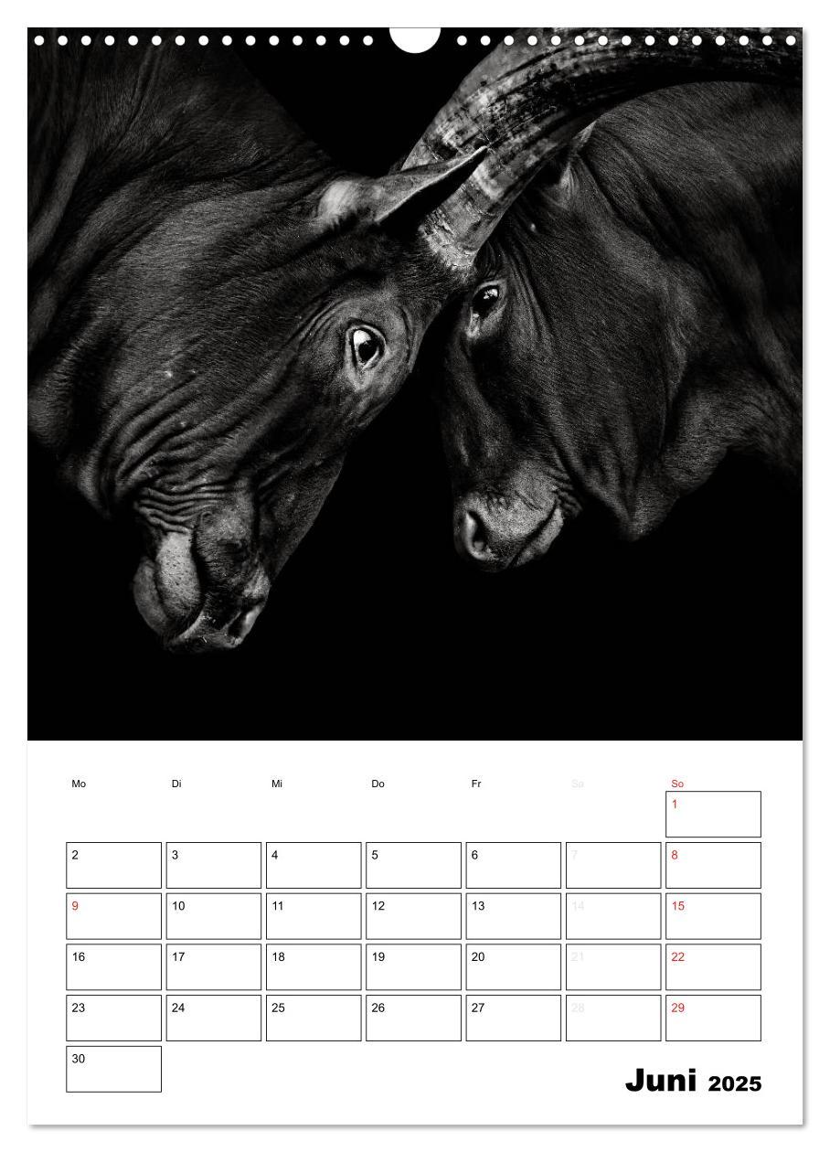 Bild: 9783457013199 | Charakterköpfe aus der Welt der Tiere (Wandkalender 2025 DIN A3...