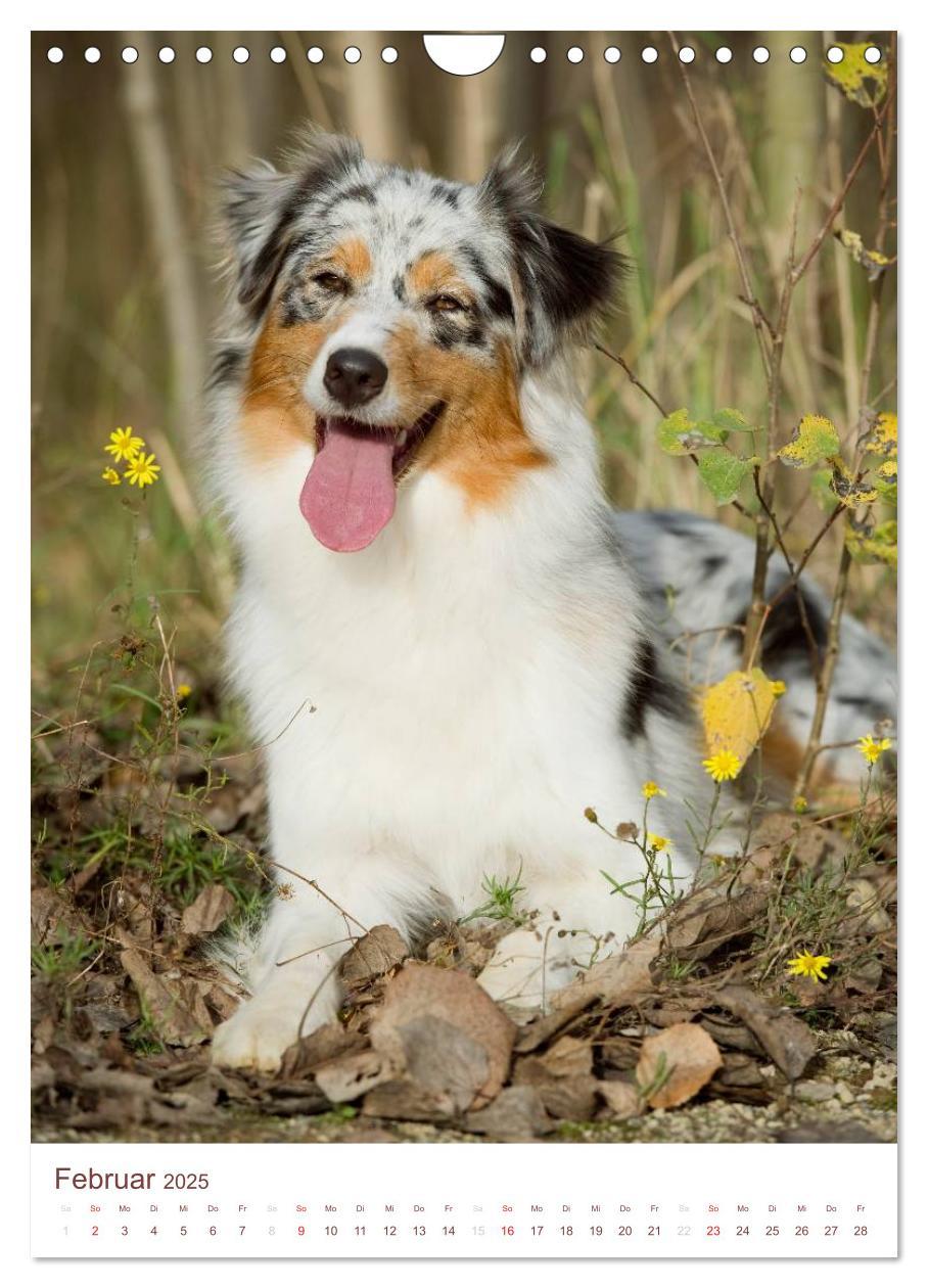 Bild: 9783457065143 | Australian Shepherds (Wandkalender 2025 DIN A4 hoch), CALVENDO...