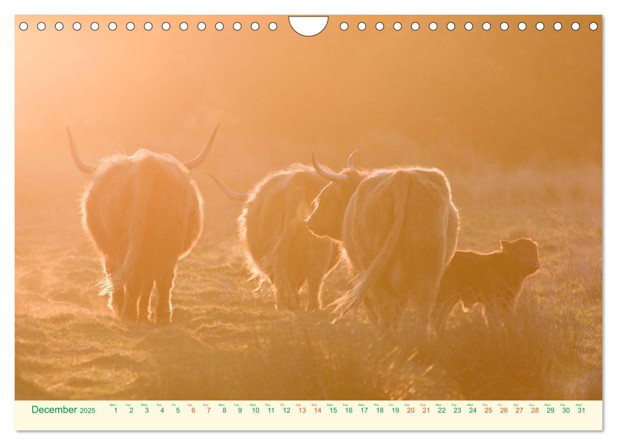 Bild: 9781325956616 | The Hairy Cow Calendar (Wall Calendar 2025 DIN A4 landscape),...