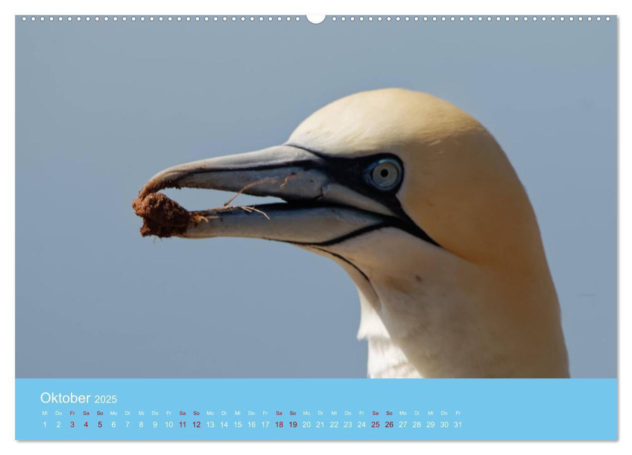 Bild: 9783457207581 | Basstölpel auf Helgoland - von Ostfriesenfotografie (Wandkalender...