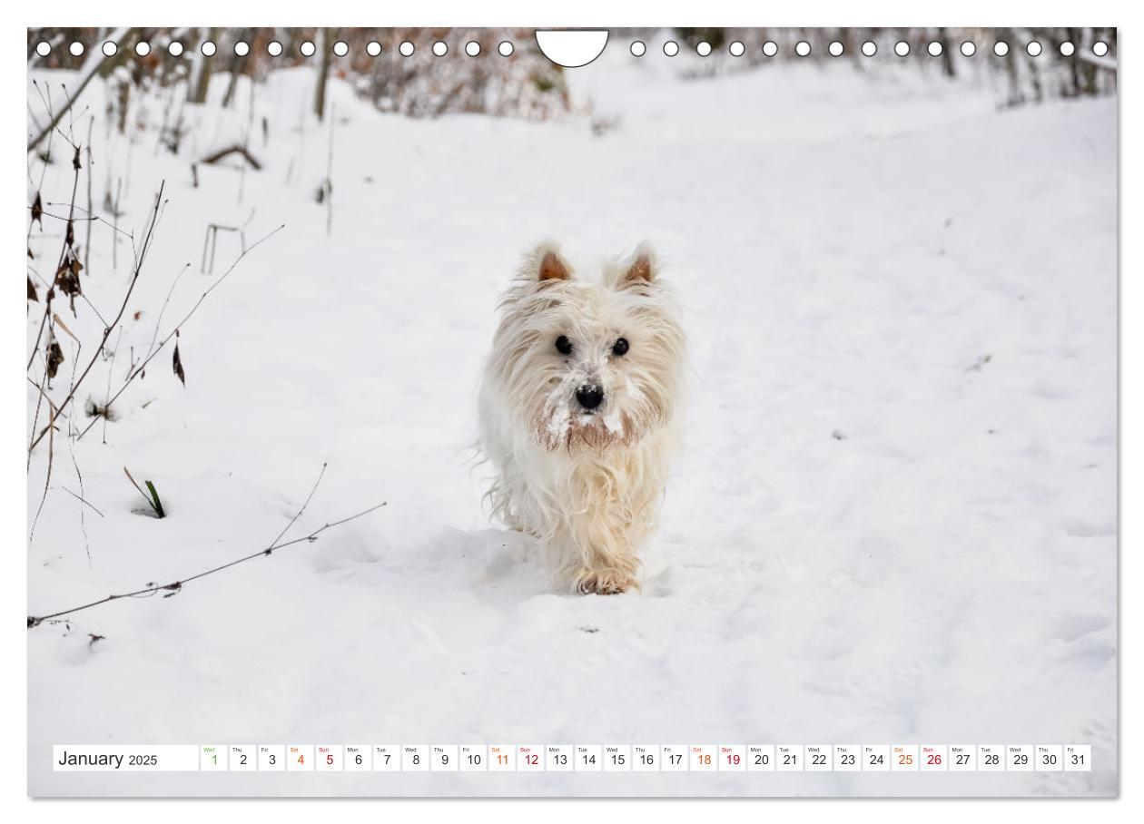 Bild: 9781325930739 | West Highland White Terrier - Your charming companion (Wall...