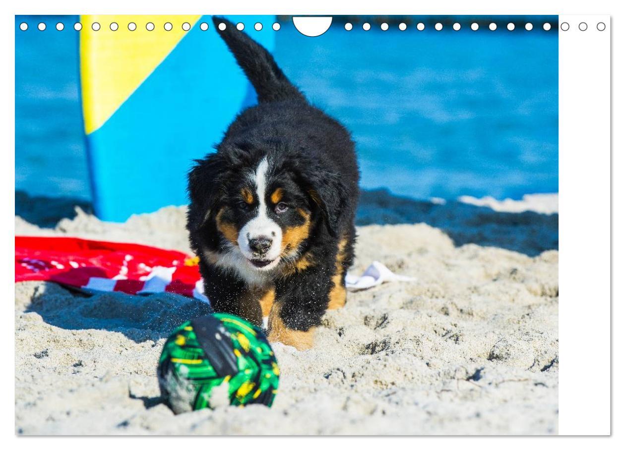 Bild: 9783435478736 | Seebärchen entdecken die Welt - Berner Sennenhunde (Wandkalender...