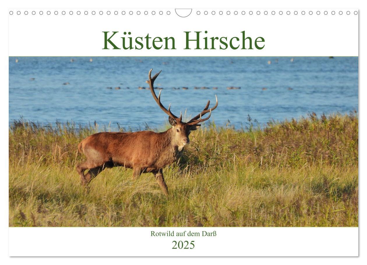 Cover: 9783435391455 | Küsten Hirsche - Rotwild auf dem Darß (Wandkalender 2025 DIN A3...