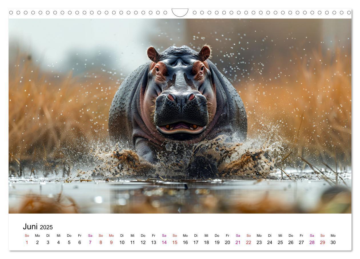 Bild: 9783457171899 | Flusspferde - Hippopotamus amphibius (Wandkalender 2025 DIN A3...