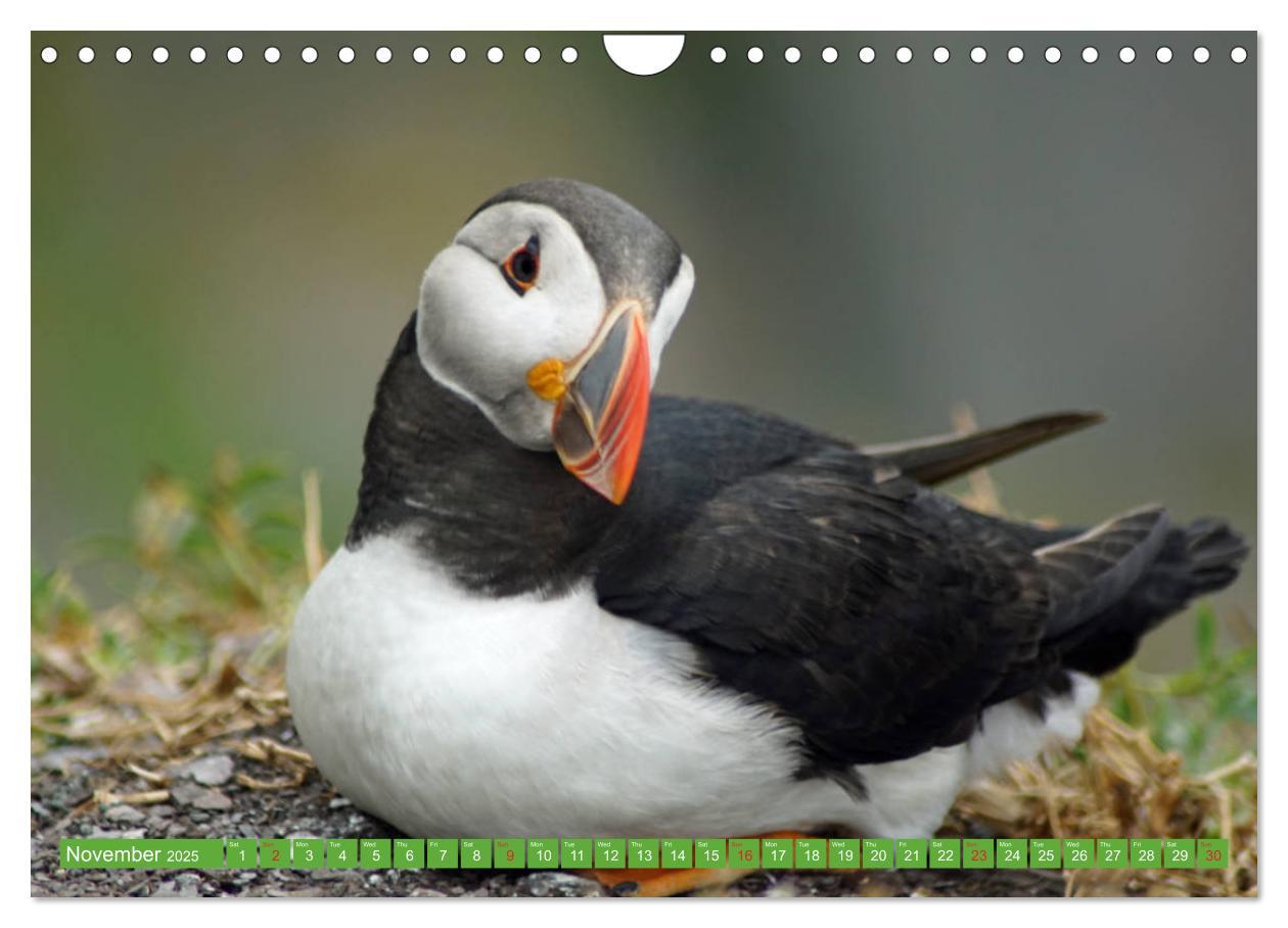 Bild: 9781325944064 | Puffins - small birds very big (Wall Calendar 2025 DIN A4...