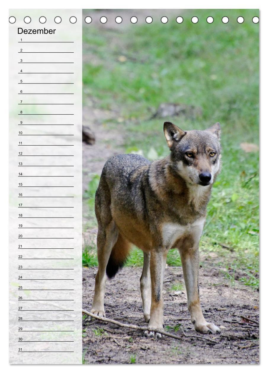 Bild: 9783435882335 | Der Wolf - Isegrim in den heimischen Wäldern - Kalender 2025...