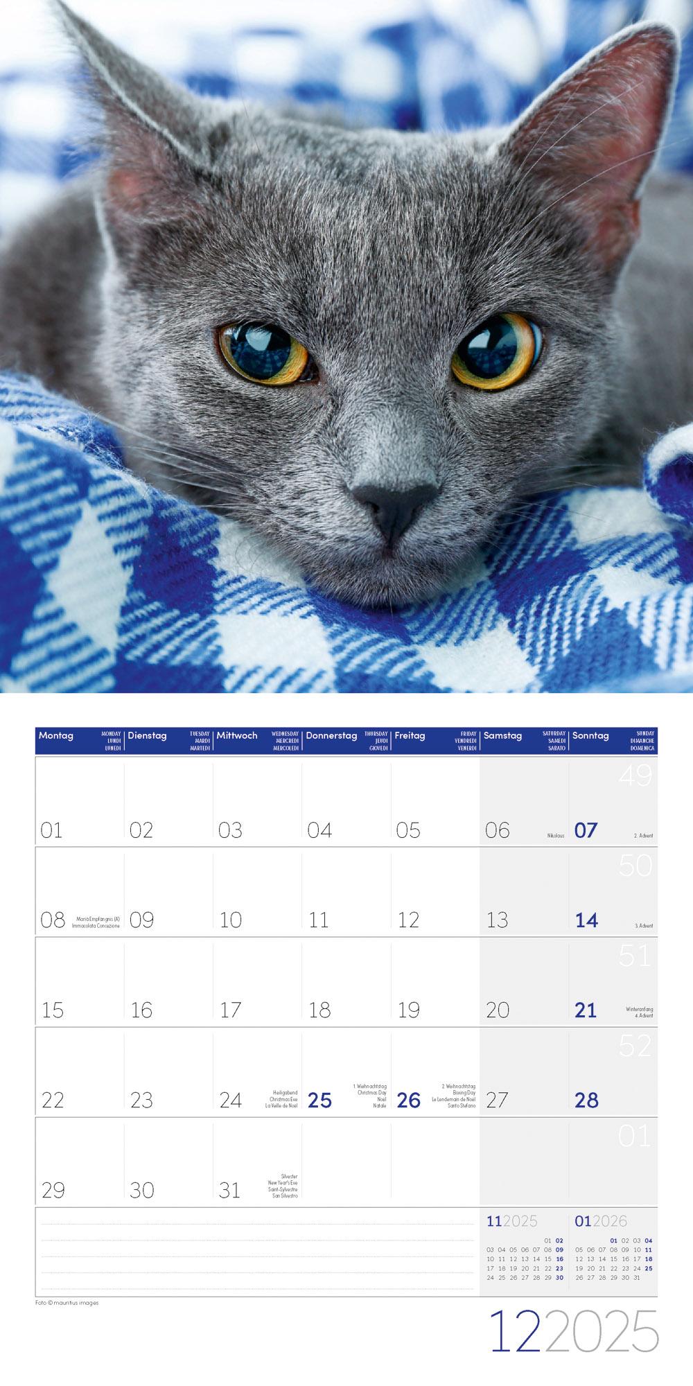 Bild: 9783838445205 | Katzen Kalender 2025 - 30x30 | Ackermann Kunstverlag | Kalender | 2025