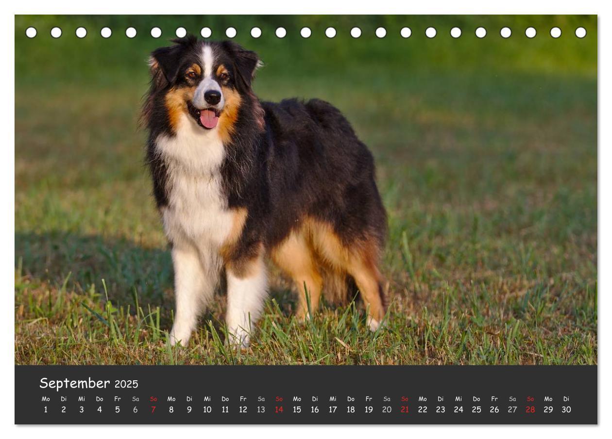 Bild: 9783435581344 | Australian Shepherd - Augenblicke (Tischkalender 2025 DIN A5 quer),...