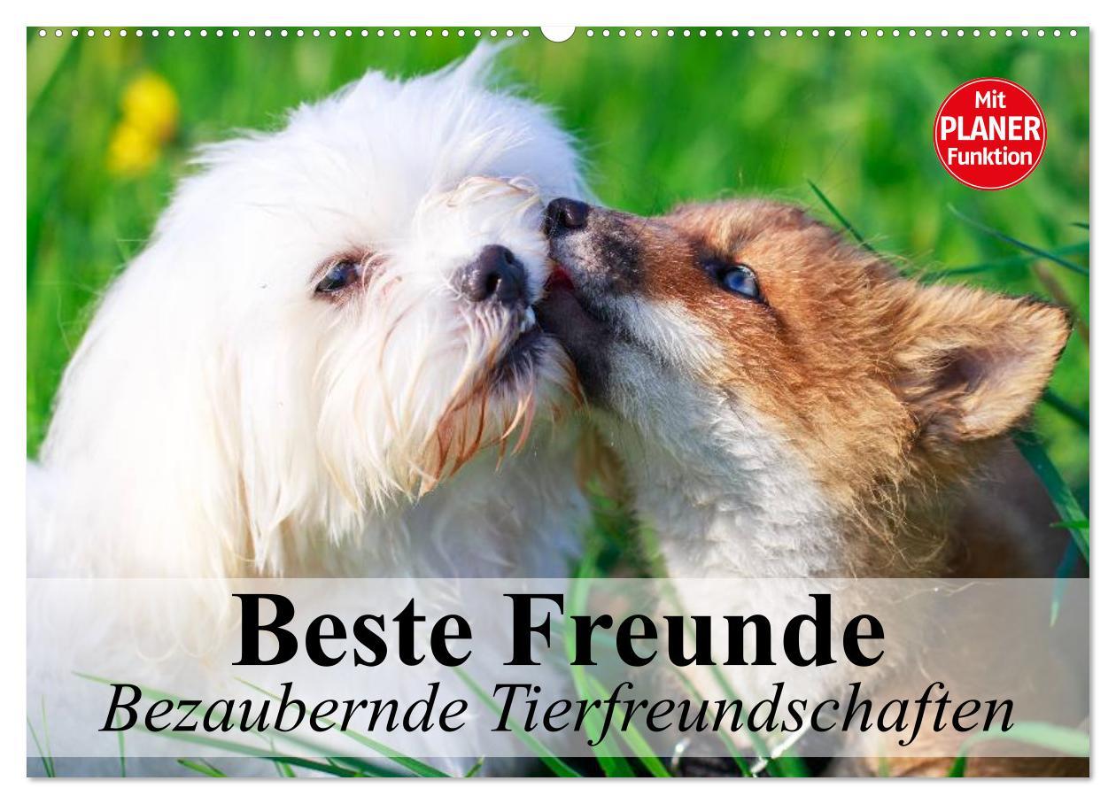 Cover: 9783435514786 | Beste Freunde. Bezaubernde Tierfreundschaften (Wandkalender 2025...