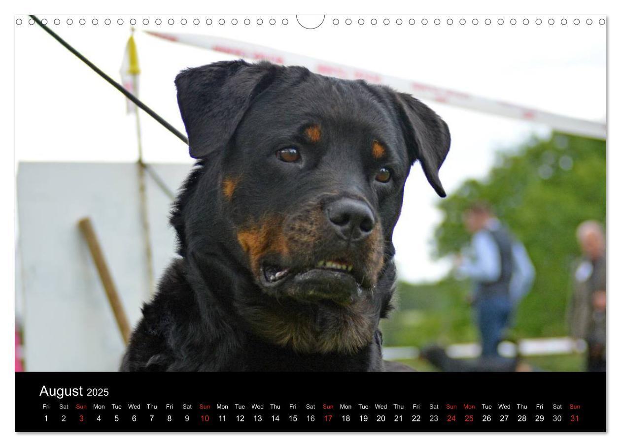 Bild: 9781325956319 | Rottweiler Portait Shots 2025 (Wall Calendar 2025 DIN A3...