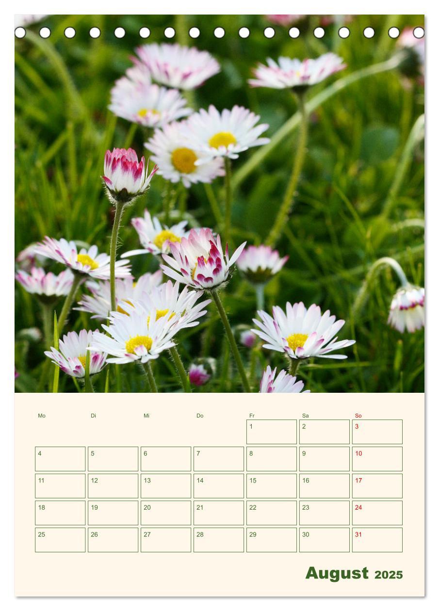 Bild: 9783435929559 | Verträumte Gänseblümchen (Tischkalender 2025 DIN A5 hoch), CALVENDO...