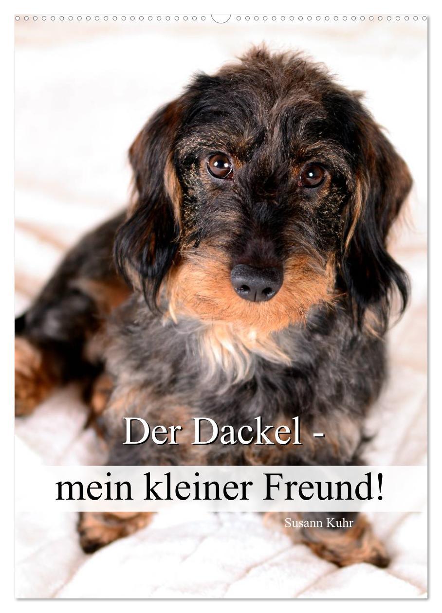 Cover: 9783457013779 | Der Dackel - mein kleiner Freund (Wandkalender 2025 DIN A2 hoch),...