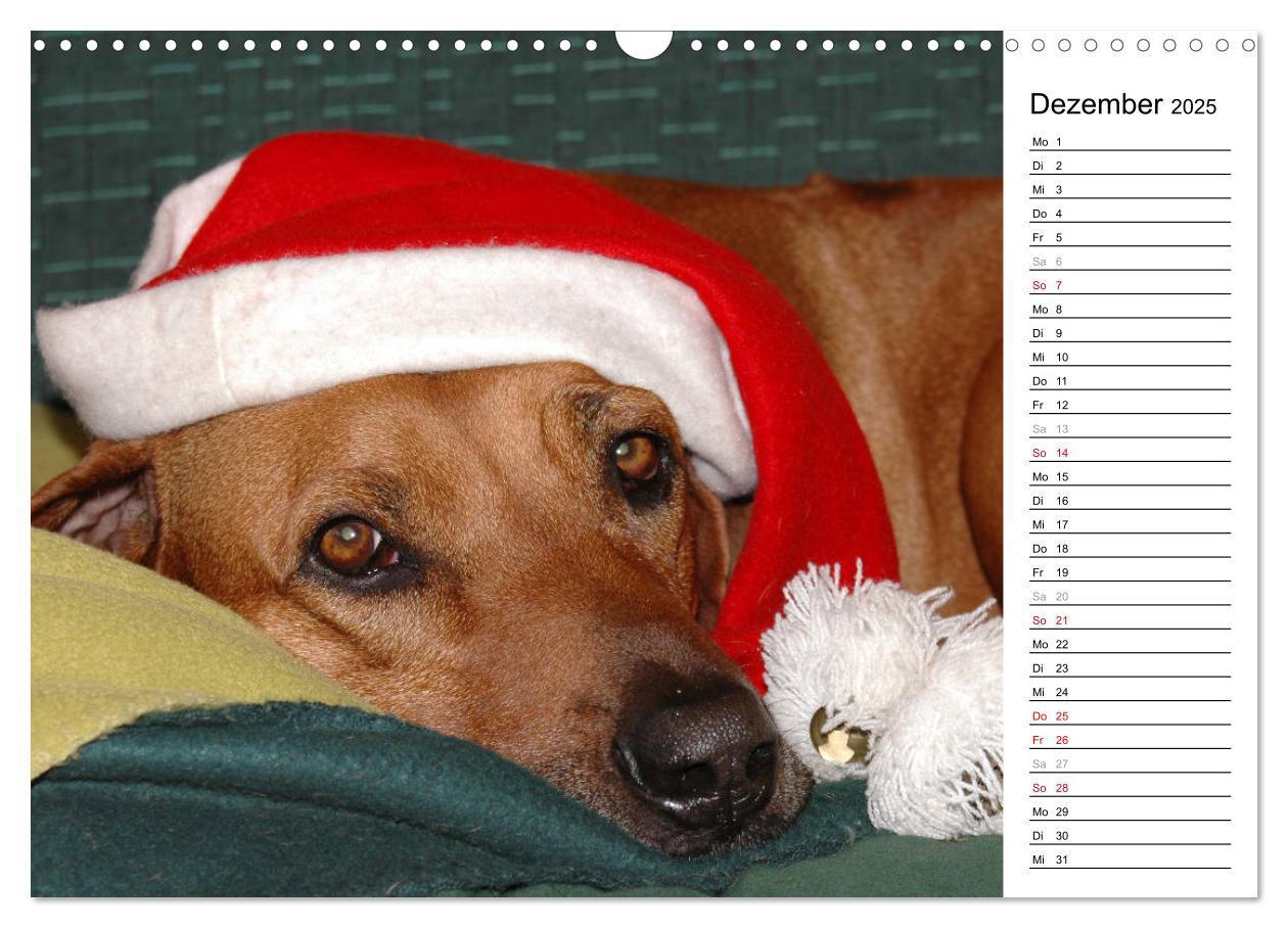 Bild: 9783435454617 | Rhodesian Ridgeback Terminkalender (Wandkalender 2025 DIN A3 quer),...