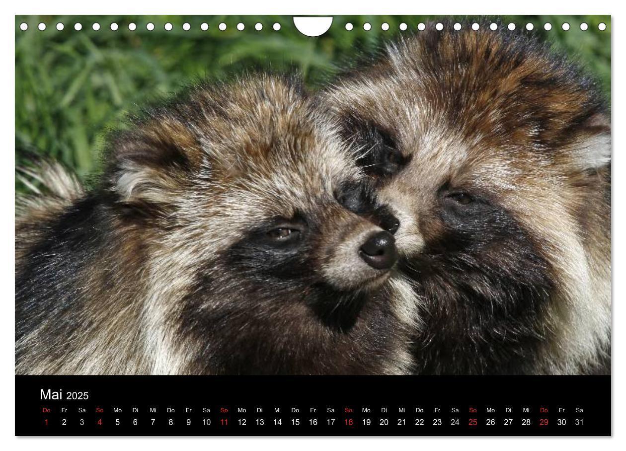 Bild: 9783435677580 | Marderhunde (Wandkalender 2025 DIN A4 quer), CALVENDO Monatskalender