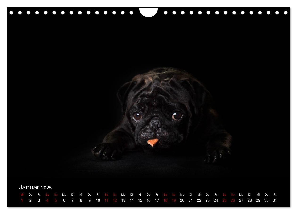 Bild: 9783435418428 | MÖPSE - tierische Momente im Fotostudio (Wandkalender 2025 DIN A4...