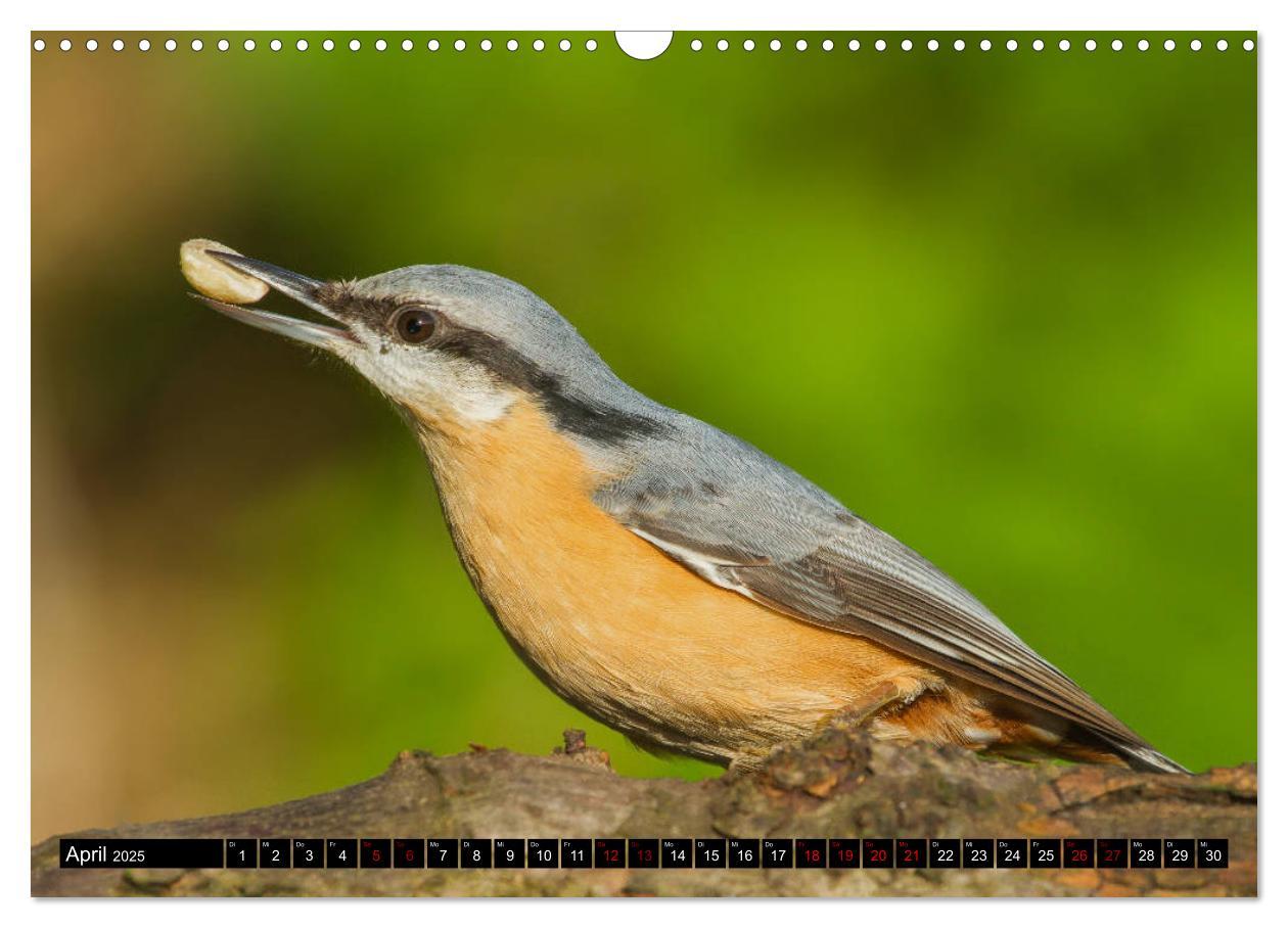 Bild: 9783435381128 | Vögel aus dem Garten (Wandkalender 2025 DIN A3 quer), CALVENDO...