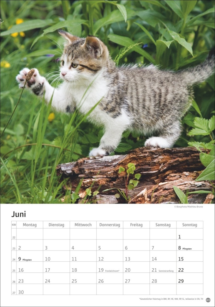 Bild: 9783756405589 | Katzen Kalender 2025 | Kalender | Spiralbindung | 13 S. | Deutsch