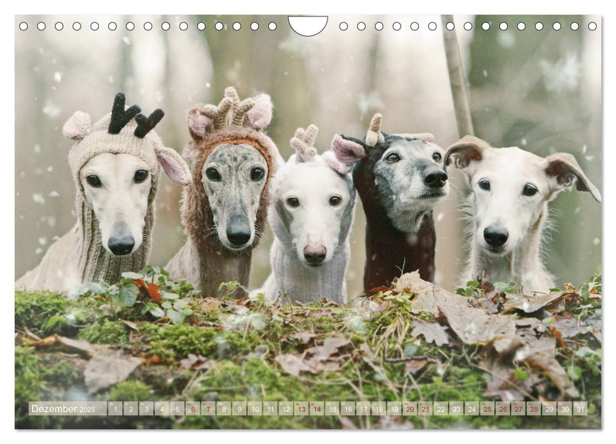 Bild: 9783435441198 | Zauberhafte Windhunde (Wandkalender 2025 DIN A4 quer), CALVENDO...