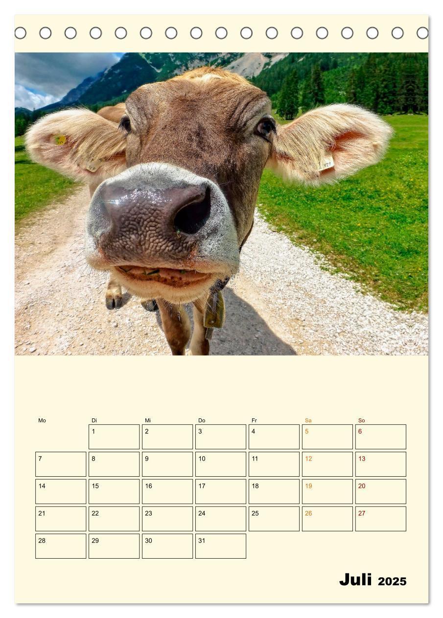 Bild: 9783435895526 | Glückliche Bergkühe (Tischkalender 2025 DIN A5 hoch), CALVENDO...