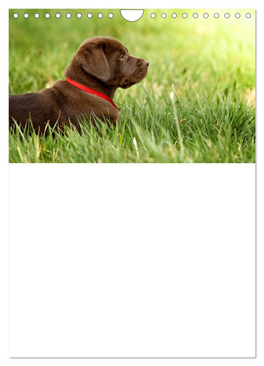 Bild: 9783457010310 | Labrador Welpe - Seelenhund (Wandkalender 2025 DIN A4 hoch),...