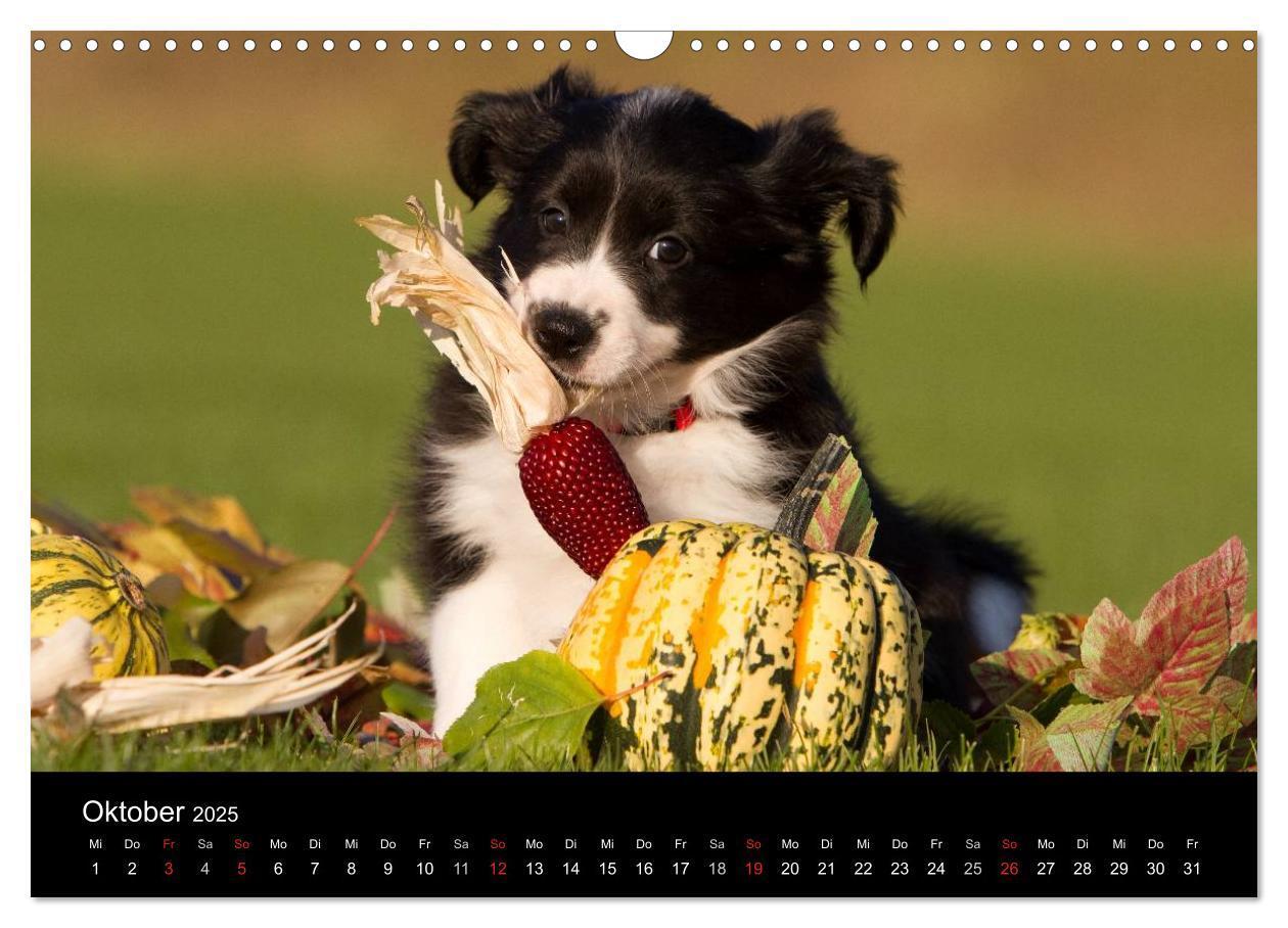 Bild: 9783435834013 | Hundewelpen (Wandkalender 2025 DIN A3 quer), CALVENDO Monatskalender