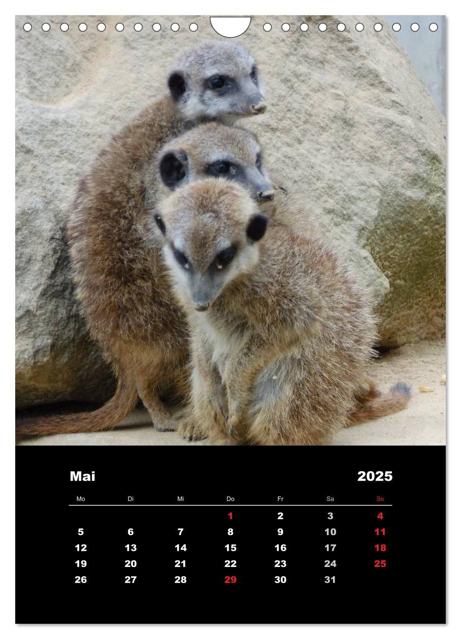 Bild: 9783457080597 | Erdmännchen (Wandkalender 2025 DIN A4 hoch), CALVENDO Monatskalender