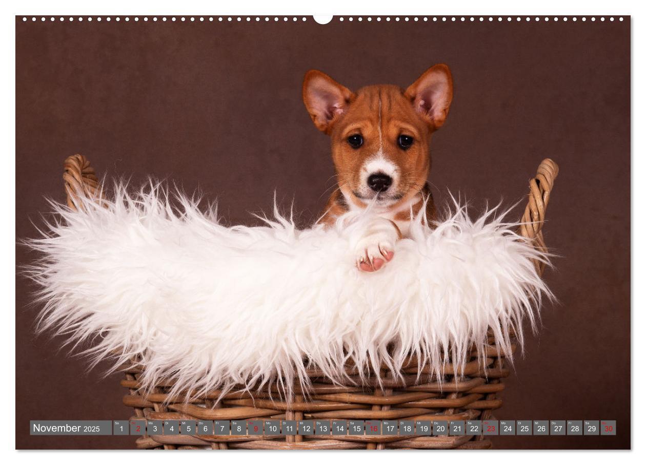 Bild: 9783457196021 | Der Basenji (hochwertiger Premium Wandkalender 2025 DIN A2 quer),...