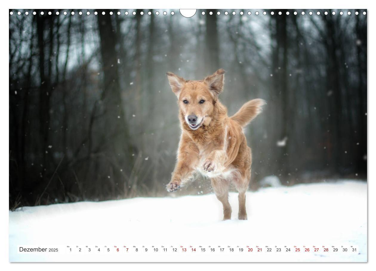 Bild: 9783435178087 | Golden Retriever Hailey Fotokalender (Wandkalender 2025 DIN A3...