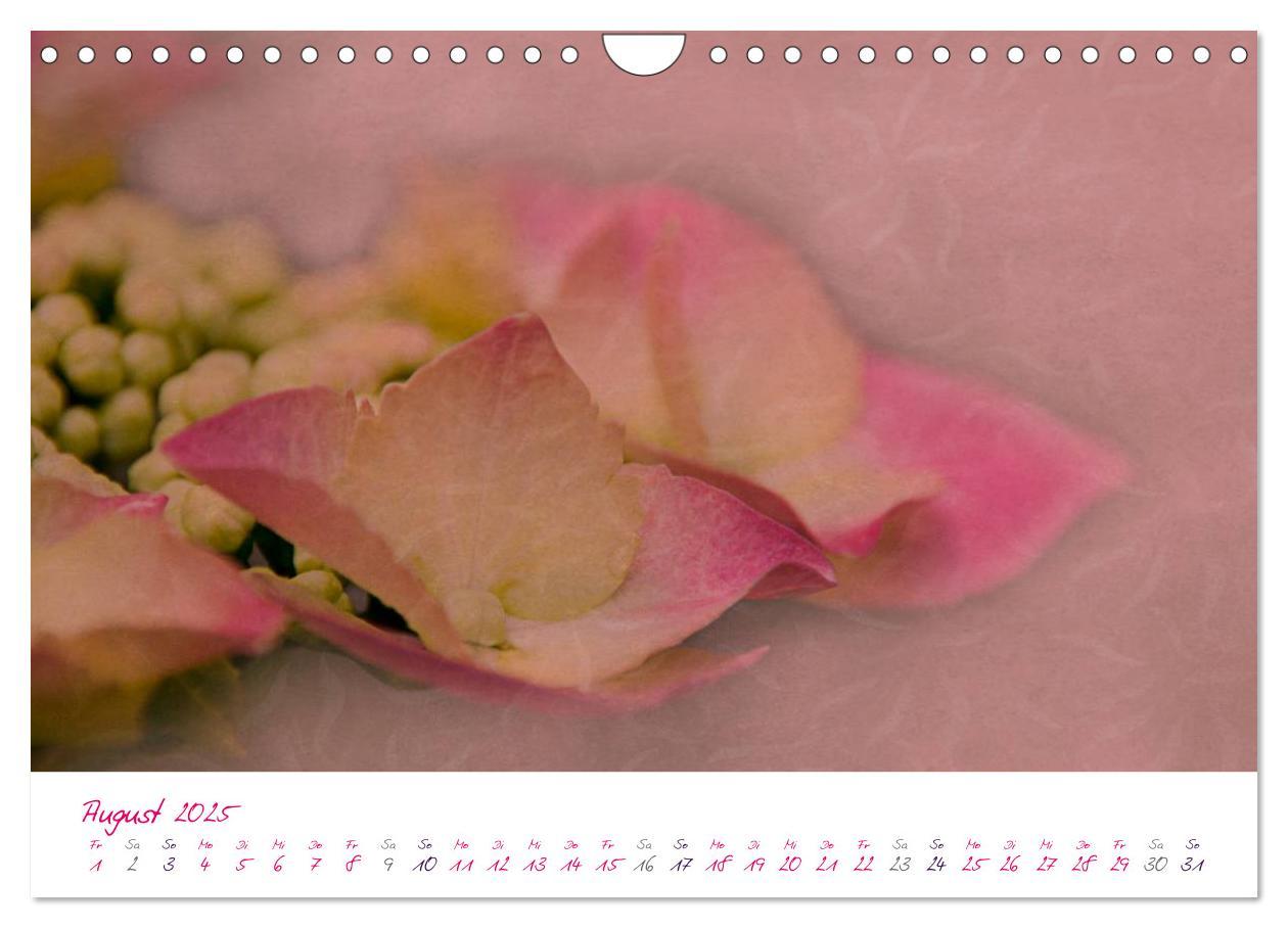 Bild: 9783435831036 | Momente in Rosa (Wandkalender 2025 DIN A4 quer), CALVENDO...