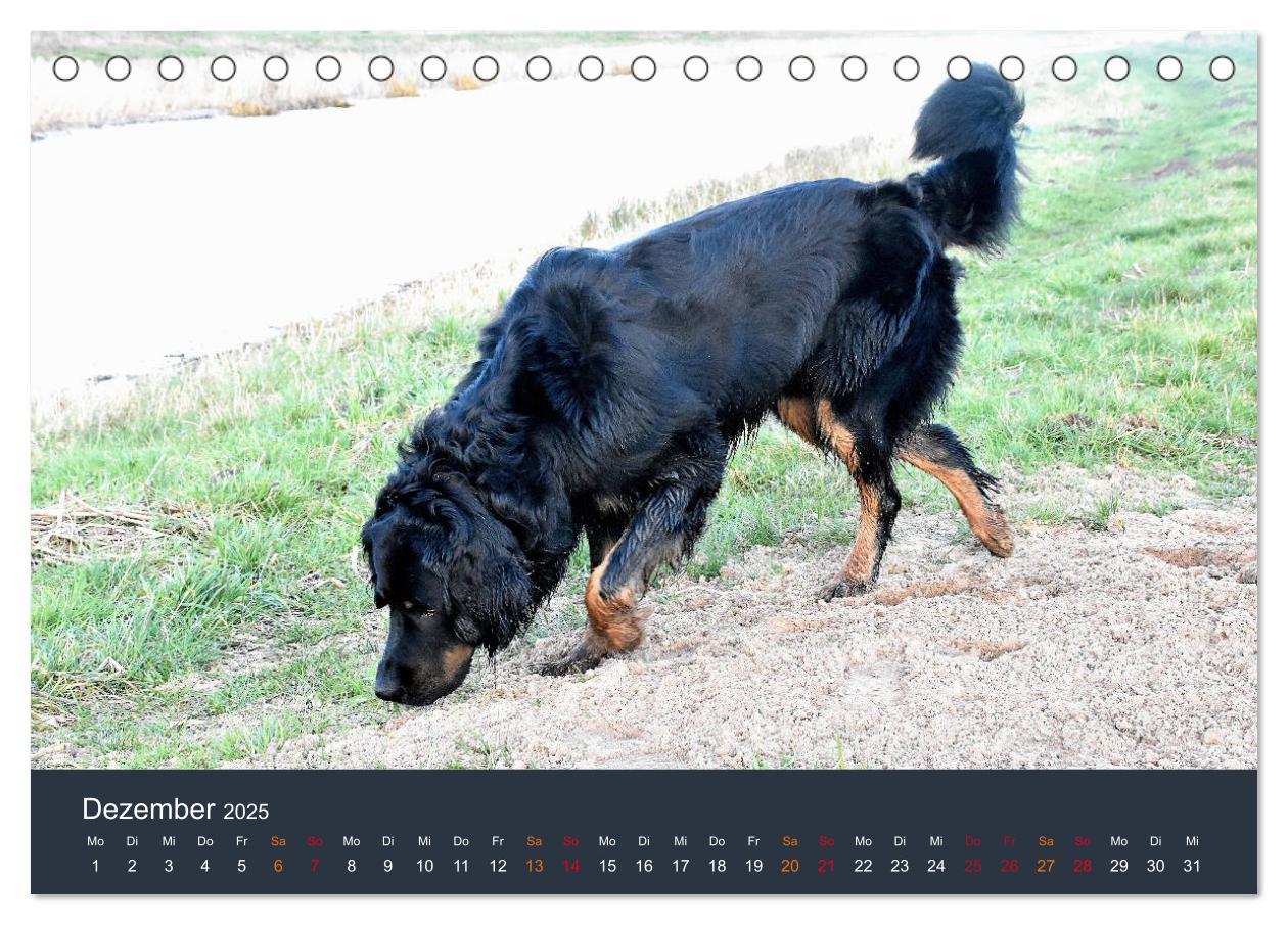 Bild: 9783435149056 | Ein Hovawart, ein Wachhund (Tischkalender 2025 DIN A5 quer),...