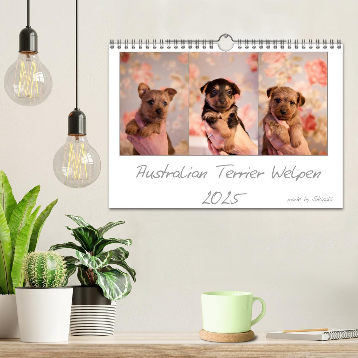 Bild: 9783435662555 | Australian Terrier Welpen (Wandkalender 2025 DIN A4 quer), CALVENDO...