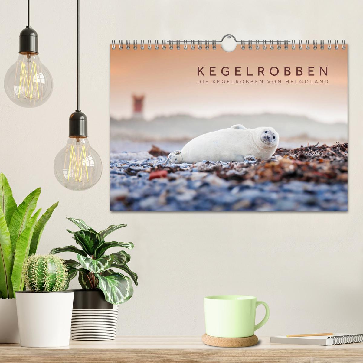 Bild: 9783435252442 | Kegelrobben - Die Kegelrobben von Helgoland (Wandkalender 2025 DIN...