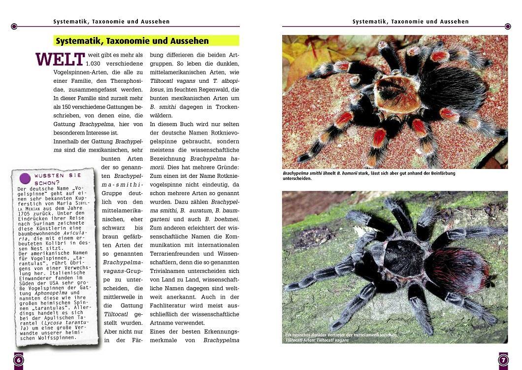 Bild: 9783937285108 | Die Rotknie Vogelspinne | Brachypelma smithi | Boris Striffler | Buch