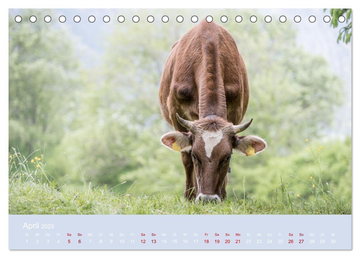 Bild: 9783383832192 | Allgäuer Rindvieh 2025 (Tischkalender 2025 DIN A5 quer), CALVENDO...