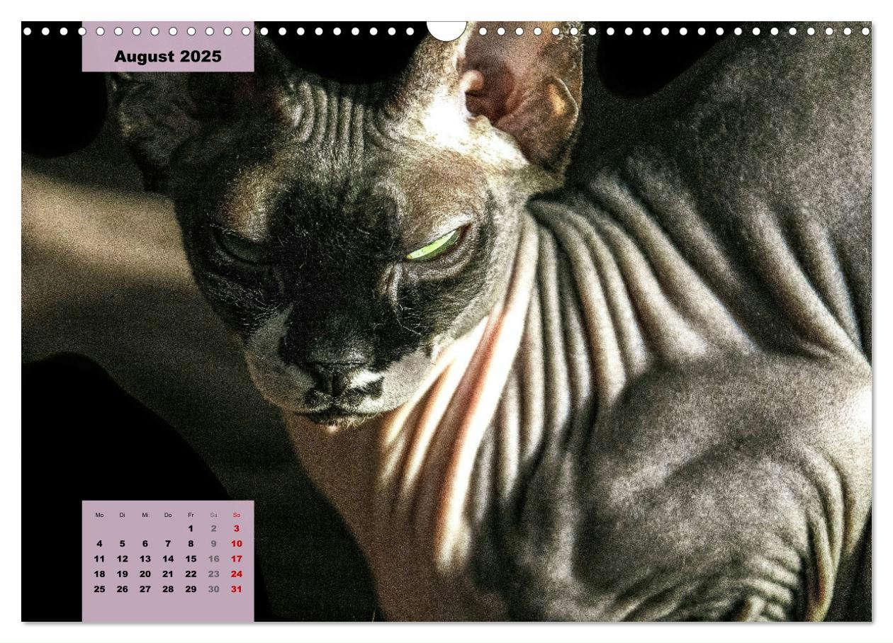 Bild: 9783435050086 | Sphinx. Grazile und anmutige Nacktkatzen (Wandkalender 2025 DIN A3...