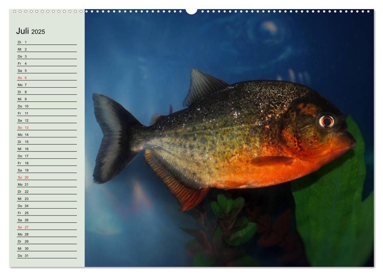 Bild: 9783435523078 | Knallbunte Wasserwelt. Die Welt der Fische (Wandkalender 2025 DIN...