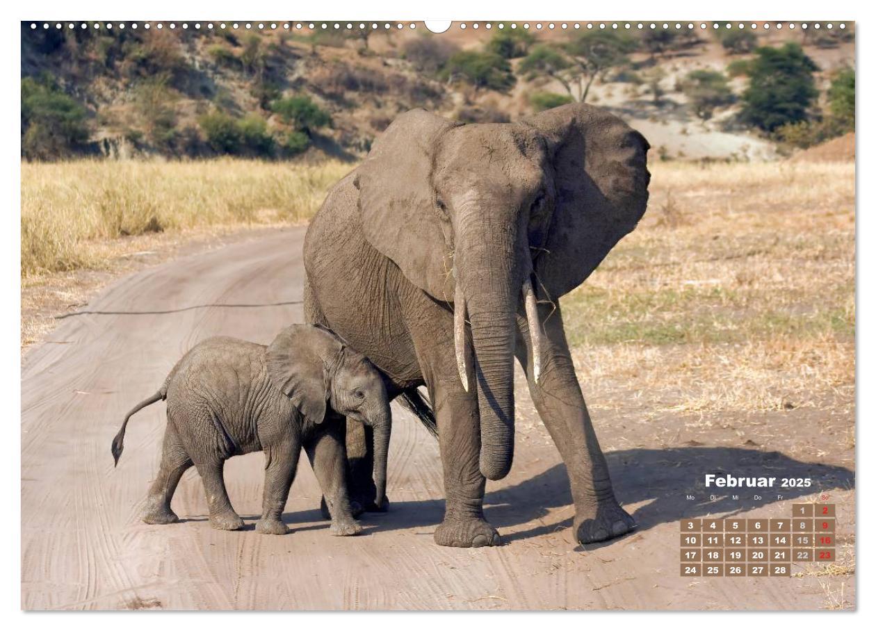 Bild: 9783435716258 | Afrikas Tierwelt: Elefantenbabys (Wandkalender 2025 DIN A2 quer),...