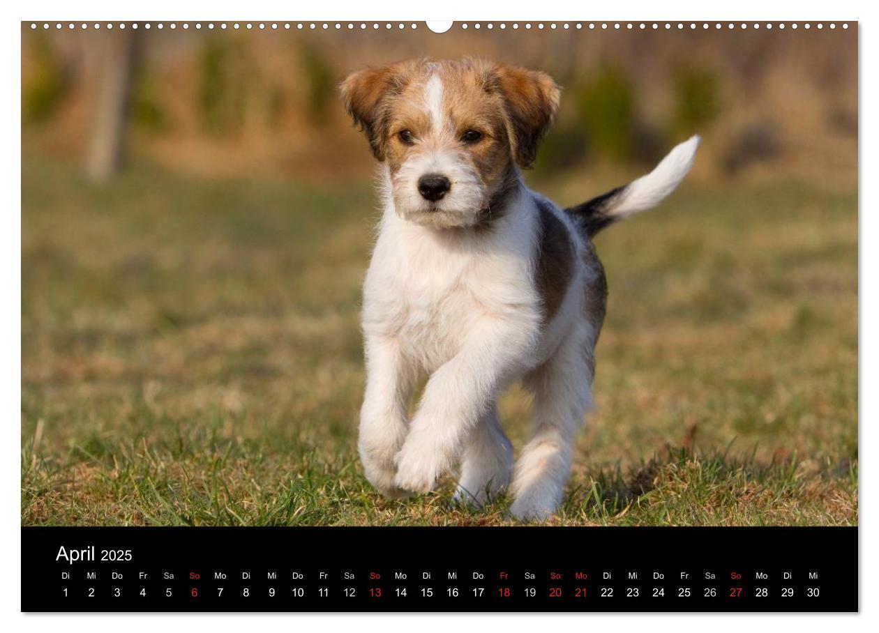 Bild: 9783435822652 | Hundewelpen (Wandkalender 2025 DIN A2 quer), CALVENDO Monatskalender