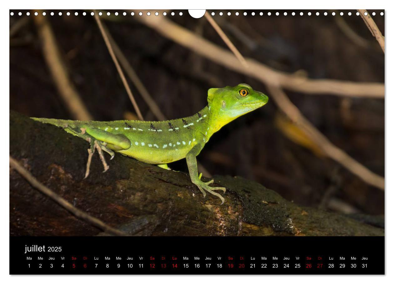 Bild: 9781325937059 | Costa Rica Paradis de la Biodiversité (Calendrier mural 2025 DIN A3...