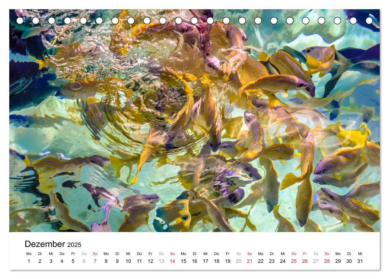 Bild: 9783435808144 | Unterwasserwelt der Malediven I (Tischkalender 2025 DIN A5 quer),...